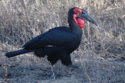 Op weg van Victoria Falls naar Johannesburg liep deze vogel met een paar soortgenoten statig over de weg. Hij liet zich totaal niet opjagen door die grote, ronkende truck die vlak voor hem op de weg stopte.
Wat mij opviel was de grote gleuf in de snavel, ondanks dat hij deze gesloten hield.