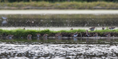 Volgens mij zijn het 17 Watersnippen. Er zit er volgens mij eentje onder die ene op het dijkje.