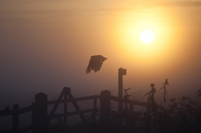 Het is misschien niet de haarscherpe en gedetailleerde foto van de buizerd die jullie gewend zijn, maar ik vind de foto het beeld weergeven zoals hij gisterenochtend in de Arkemheen van zijn paal vloog.