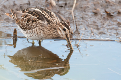 Deze watersnip bleef lekker op het gemakje foerageren terwijl ik er toch vlakbij stond. De foto is geen crop dus geeft wel aan wat de afstand was. Het was even uitmikken met de reflectie maar ondanks dat het wat krap is staat het er wel helemaal op.