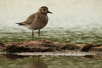 Ik ben hier al een tijdje lid en kijk met veel plezier naar alle schitterende foto's die hier geplaatst worden. Nu durf ik eindelijk ook eens een eigen foto te plaatsen.

Gemaakt op een klein strandje bij Flaauwers Inlaag vlakbij Kerkwerve.