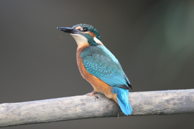 Ik was al twee keer op deze plek geweest om ijsvogels te 
fotograferen ,Ik heb ze toen wel gezien maar niet op de foto kunnen zetten .
Vandaag is het wel gelukt.