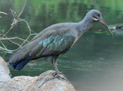 Deze Hadada ibis kon ik besluipen van achter een rots.
Jammer van die vage vlek rechtsonder, maar ik heb geen idee hoe ik die weg moet krijgen.:(