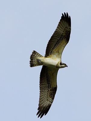 Deze visarend kwam aanvliegen en draaide een rondje boven ons hoofd, alsof hij even een show wilde weggeven. Hierna verdween hij richting Denemarken/Duitsland.