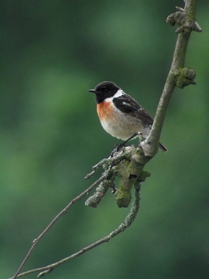 De gekleurde versie van [url]http://www.birdpix.nl/album_page.php?pic_id=22616&recent=1[/url].
