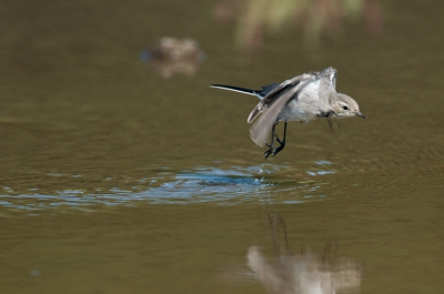 De witte kwikken die foerageren op insecten in en langs de plassen halen af en toe rare capriolen uit om een vliegend insect te onderscheppen, dat levert leuke situaties op.

Flink zitten twijfelen of ik deze zou uploaden. Toch is het beeld en de dynamiek in de foto van dien aard dat het gebrek aan scherpte op de kop van ondergeschikt belang is, tenminste, dat is mijn mening, vandaar de upload. Hopelijk doorstaat het ook de ballotage van de moderators. Bewust gekozen voor deze uitsnede om de snelheid in de foto te houden en de dynamiek niet af te breken.