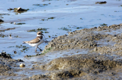 Vlak langs de dijk bij het wad liep deze jonge bontbekplevier. Jmeer dat het getijde niet optimaal was voor meer andere vogels.