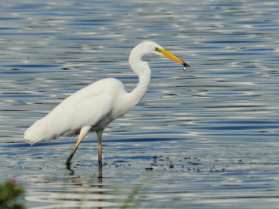 Deze witte reiger in het decor van het mooi kleurende water doet het voor mij wel.