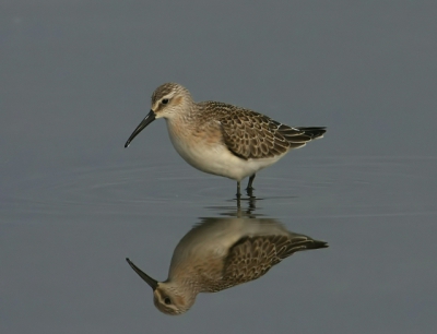 Vandaag een rondje polder, bij de Groenpootruiters en de Bontestrandlopers zaten ook twee Krombekstrandlopers. Vanuit de auto