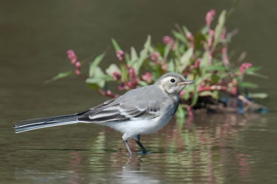 Een forse plas met her en der een steen en slechts 1 polletje met een beetje kleur. Het was even wachten maar uiteindelijk wilde een van de kwikken wel even poseren voor het polletje ;)