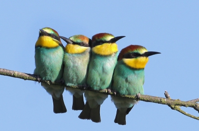 Na alle ophef over de bijeneters nog maar een plaatje van zondagmorgen, toen het onfortuinlijke kwartet nog compleet was.