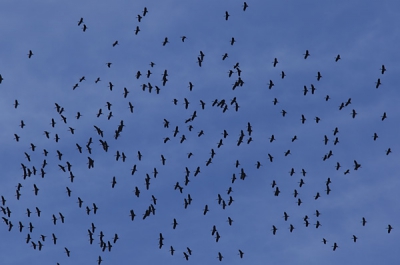 Warme ochtend op de steppe van Masai Mara. Op zoek naar "de cheetah". Een enorme stilte op de lege vlakte. Plots aan de horizon een grote groep vogels die zich gedraagt zich als een trage versie van een 'ballon spreeuwen'. Dichterbij blijkt het een grote groep (250+) van deze vreemde ooievaars te zijn.