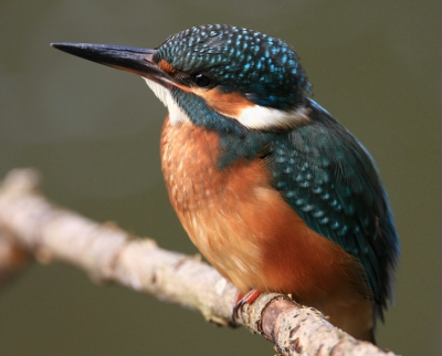 De IJsvogel werd voor mij bijna een obsessie door vorig jaar  60 uren in een klein schuiltentje te hebben gezeten en maar n slecht plaatje hebben kunnen maken kreeg ik nu na twee uur deze dame voor de lens.
Hier op Walcheren komt de IJsvogel alleen voor tijdens de trek en overwinterd in een klein aantal.