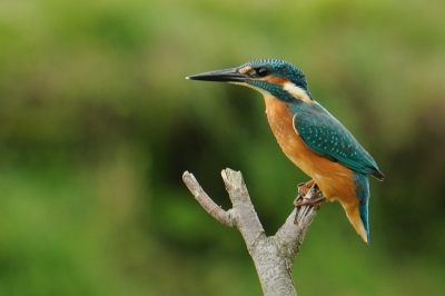 Nog eentje van de ijsvogel die ik in Losser heb kunnen bewonderen. Hier tegen de mooiere achtergrond.