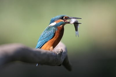Vanmiddag even naar mijn ijsvogel stek geweest,en heb een ander standpunt gebruikt als de vorige keer hierdoor kwam de tak mooier uit.