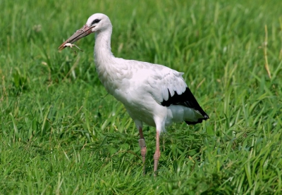 Dit is mijn eerste bijdrage aan Birdpix en ik hoop dat jullie hem kunnen waarderen.
Er stonden enkele Ooievaars in  de polder en vanuit de auto kon ik deze plaat maken.