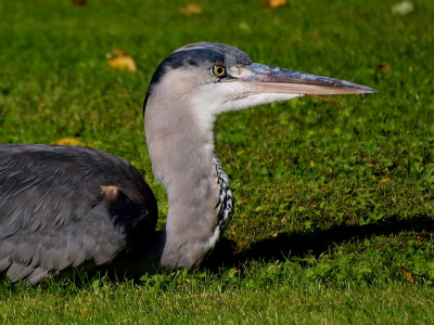 Ik had deze reiger al een paar keer in een tuin, bij mij in de straat, zien liggen op de grond. Wat die aan het doen is mag Joost weten maar het zag er wel vermakelijk uit.