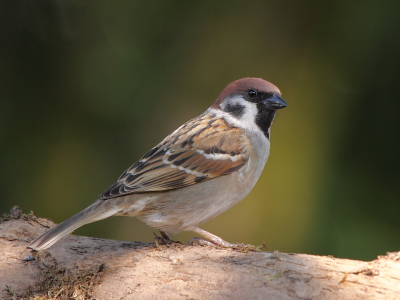 In een lekker lentezonnetje heb ik deze ringmus gefotografeerd. Met de 100-400 op 380 mm.