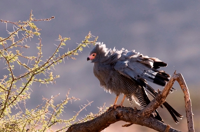 In het prachtige natuurgebied van de Samburu kreeg ik vanuit onze Landrover Jeep de gelegenheid om deze schitterende roofvogel vast te leggen. Ik heb een paar foto's kunnen maken. Ik heb voor deze opname gekozen, aangezien de roofvogel net zijn veren aan het schudden was.