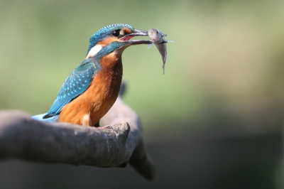 Nog een foto van gisteren. De foto is gemaakt met een EF 70-200 op 2.8 lens. Canon 30D
