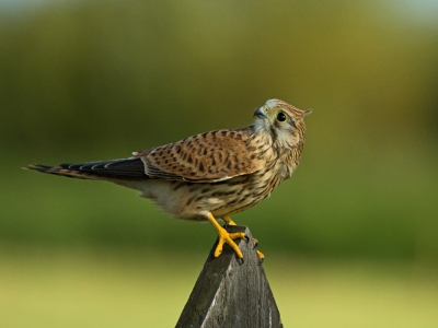 Deze Kleine Torenvalk kwam plotseling dichtbij de auto op een hek zitten en had meer oog voor wat er boven zijn hoofd gebeurde dan voor onze aanwezigheid.......