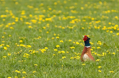 Terwijl ik rondreed zag ik een fazant door het hoge gras sluipen. Ik heb even langs de kant gewacht en vond dit wel een leuk moment.