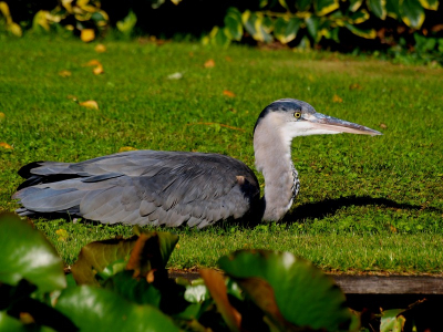Na aanleiding van de foto van gisteren nu een foto waar de reiger er volledig opstaat.