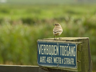 Deze Tapuit zat vanmiddag op wacht aan het begin van de Eilandspolder (NH)