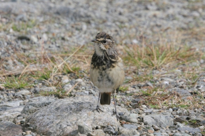 Terug van vakantie en dan heb je  vogels  gefotografeerd  waarvan je de naam niet weet.
Welke vogel is dit werkelijk?