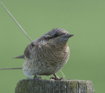 deze vogel vandaag gezien en weet niet wat 't is,
kwam me niet bekend voor.