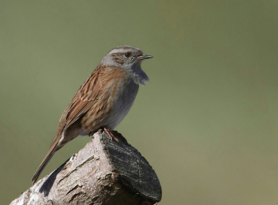 Tijdens het spotten van vogels op trek naar het zuiden bleef deze Heggenmus even binnen lens bereik poseren.