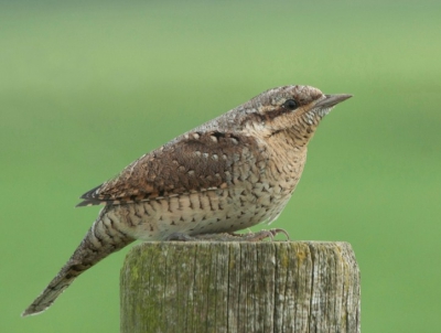 Bij toeval deze Draaihals kunnen spotten,
ben er erg blij mee, het is toch een zeldzaam vogeltje!