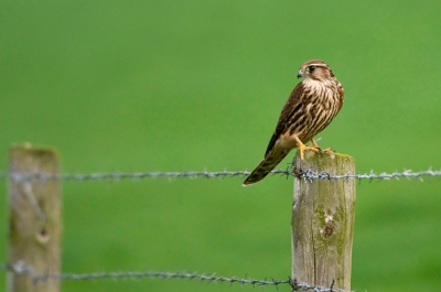 Afgelopen zaterdagmiddag rond kwart over vier zag ik deze prachtige roofvogel op een paaltje zitten. In eerste instantie dacht ik aan een Torenvalk. Terwijl ik aan het fotograferen was werd snel duidelijk dat het geen Torenvalk was. Nadat ik mijn vogelgids had geraadpleegd werd ik nog enthousiaster dan tijdens het fotograferen, omdat ik voor het eerst een Smelleken op de foto heb gezet. Ben dus wel erg blij met deze foto.