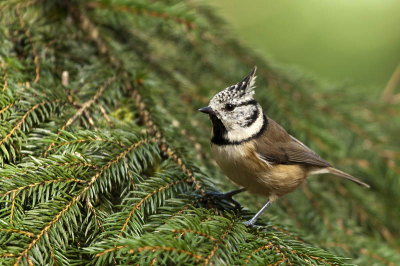 Mijn eerste kuifmees, wat een mooi beestje is dit zeg.
Vanuit een schuilhut en lekker dichtbij.