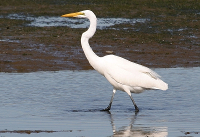 <i class='fa fa-user'></i> Peter Vercruijsse | Amerikaanse Grote Zilverreiger  <i class='fa fa-eye'> 358</i>   <i class='fa fa-comment-o'> 4</i>