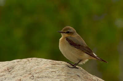 Na het zien van de Tapuiten op Birdpix, dacht ik terug aan mijn vakantie. Bijna tropisch lijken ze wel, in een koud en winderige vlakte.