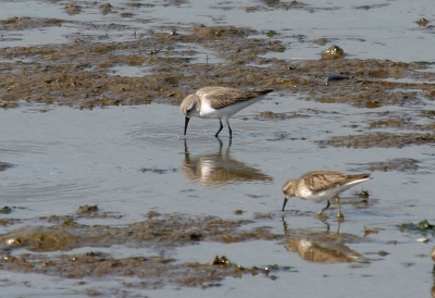 Een Alaskastrandloper samen met een Kleinste Strandloper. De snavellengte is hier goed te zien.