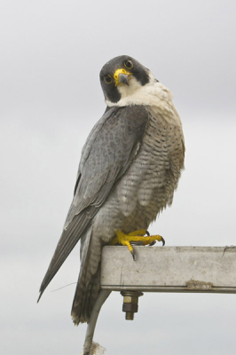 Op 110 meter hoog vanuit de schoorsteen, op de Hemweg  in Amsterdam gemaakt.  Kon de vogel zelf niet zien, maar de camera gaf aan doormiddel van een piep toontje dat er op iets was scherp gesteld. Afdrukken maar en hopen dat de vogel er goed opstaat. Of de vogel verbaasd is over het piep toontje uit de camera of de twee armen die zonder lichaam uit de zijkant van de schoorsteen steken, is mij niet duidelijk. De vogel bleef zeer nieuwsgierig naar binnen turen.