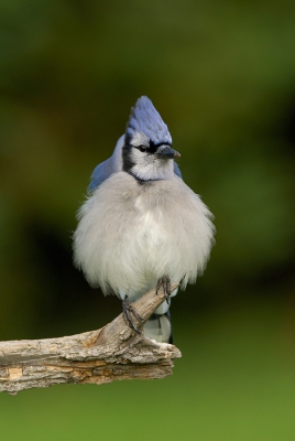 De gehele ongecropte versie foto van de blauwe gaai.
Boven,onder en lins iets weggesneden.