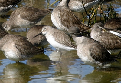 Een uitvergroting op originele grootte van een strandloper in dezelfde groep als de vluchtfoto van de Kleine Grijze Snippen.  Ik ga voorlopig voor Alaskastrandloper vanwege de relatief korte snavel en het vele wit op kin en borst.