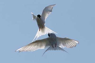 Deze foto heb ik met een 100-400 mm lens gemaakt. De foto is op de Farne eilanden gemaakt.