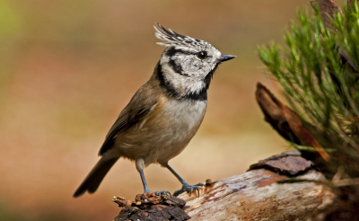 Weer de kuifmees uit het bos, lekker dichtbij kwam hij.
Vanuit een hutje.