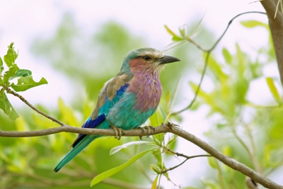 Tijdens een gamedrive in het Kruger park zijn we naast groot wild ook veel vogels tegengekomen, waaronder deze. Genomen vanuit de jeep met eenbeenstatief.