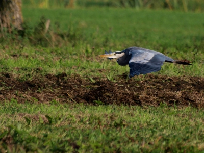 Vandaag waren ze de slootkanten aan het maaien in het Goudse Hout. Deze happening trok een behoorlijke hoeveelheid reigers. Deze reiger vloog bijzonder laag over een slootje tussen 2 weilanden in. De reigers waren trouwens vandaag ook bijzonder succesvol in de jacht. Achter elkaar zag ik ze de vissen uit de sloot hengelen. Gelukkig heb ik daar ook nog de foto's van.