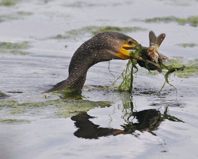 Deze aalscholver had blijkbaar niet genoeg aan de vis.Hij nam er meteen de groenten bij!