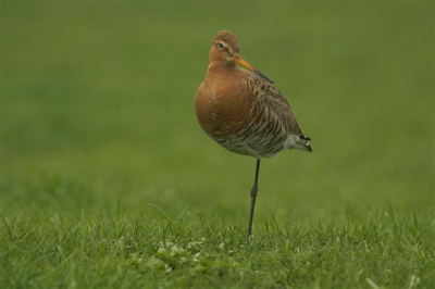 kijk wekelijks op BP en vindt het leuk om nu ook eens wat te plaatsen. weidevogels zijn bij mij faforiet en deze grutto bleef mooi staan zo dichtbij op een poot