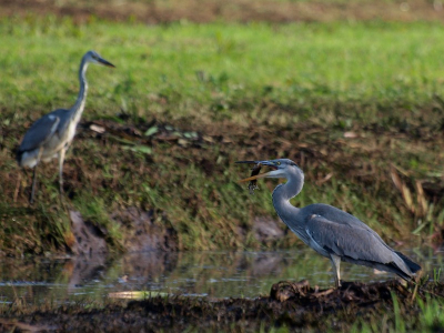 2 reigers die aan het vissen zijn. Degene met de vis in zijn bek was duidelijk de hele middag een stuk succesvoller dan degene die tegenover hem zat.