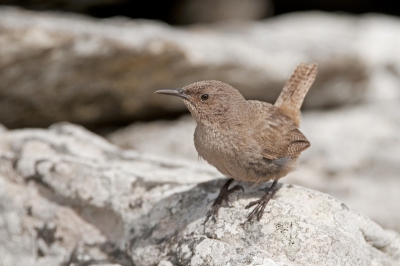 n van de vele vele vogels de we hebben gezien op de 'Grand Tour' Antarctisch gebied, deze sighting was op de Falkland Eilanden. Ik kijk alweer uit naar Januari 2011..... Antarctisch gebied op herhaling!!
