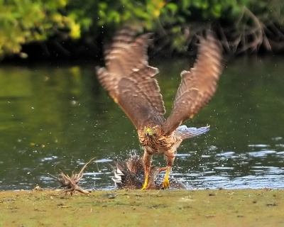 Een aangrijpend tafereeltje,toen ik deze havik naar  eend zag duiken,ze onder water hield en zo naar de kant ploeterde.Stevig in de klauw ,gaf ze de geest.