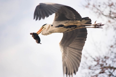 Deze blauwe reiger had net een mol gevangen en vloog vrijwl recht over me heen. Ik had alleen een 70-210 objectief bij me, maar dat was precies goed
